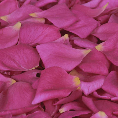 Bright Pink Rose Petals