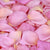 Frangipani Pink™ Freeze Dried Rose Petals