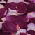 Exotic Plum™ Freeze Dried Rose Petals