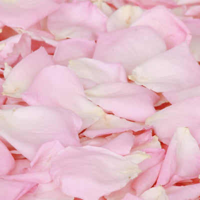 Soft baby pink rose petals