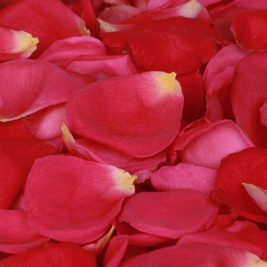 Crimson Red Rose Petals