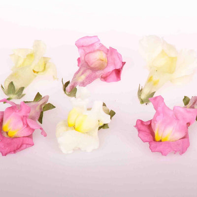 Pink and White Dried Edible Snapdragons