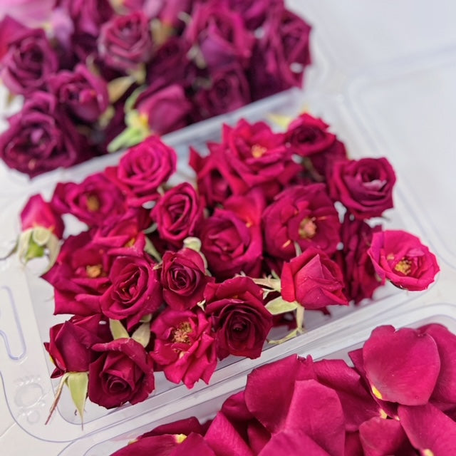 NEW - Valentine's Day Organic Rose Petals & Blooms