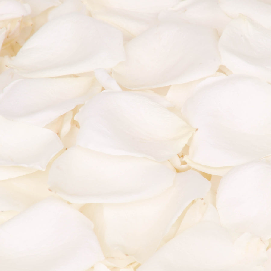 Ivory Rose Petals