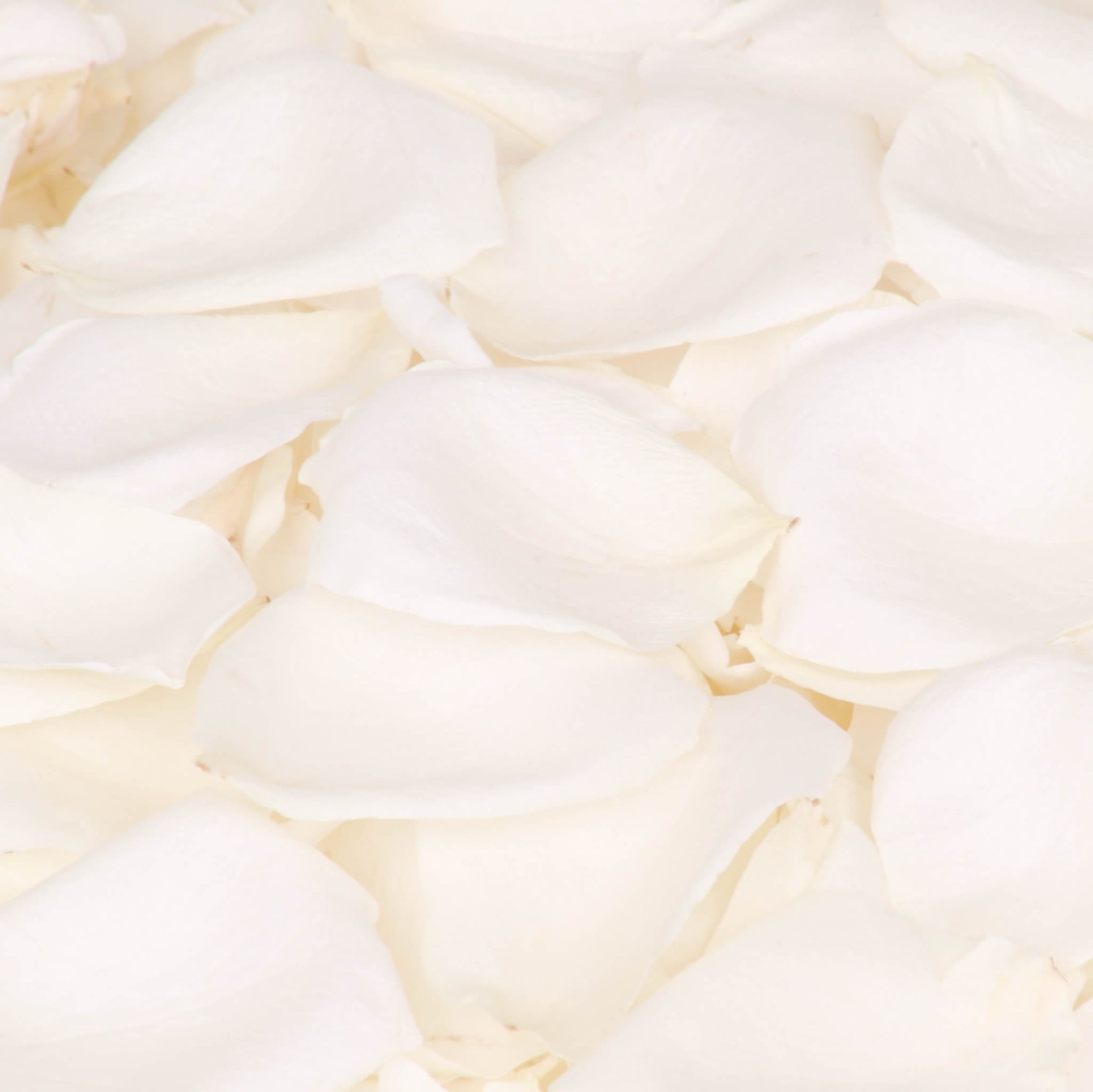 Ivory White Rose Petals