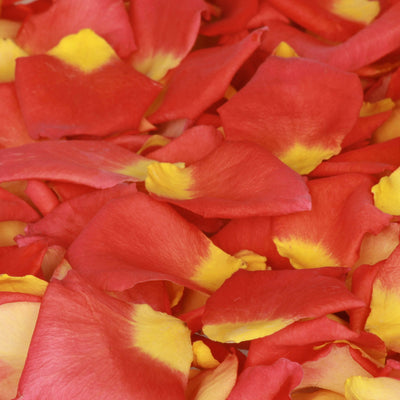 Orange and Yellow Rose Petal Confetti