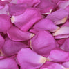 Magenta Purple Rose Petals