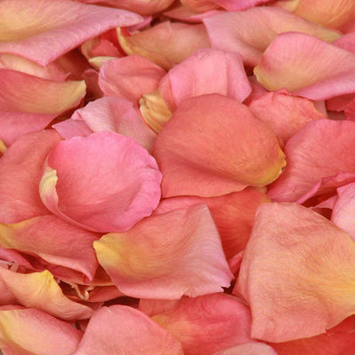 Apricot Pink Rose Petals