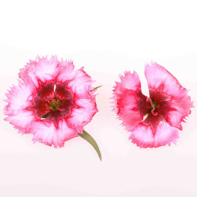 Pink Dianthus Edible Flowers