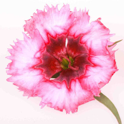 Pink Dianthus Dried Edible Flower