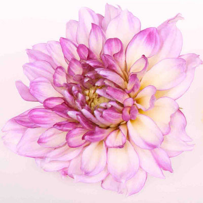 Purple Edible Dahlia Flower