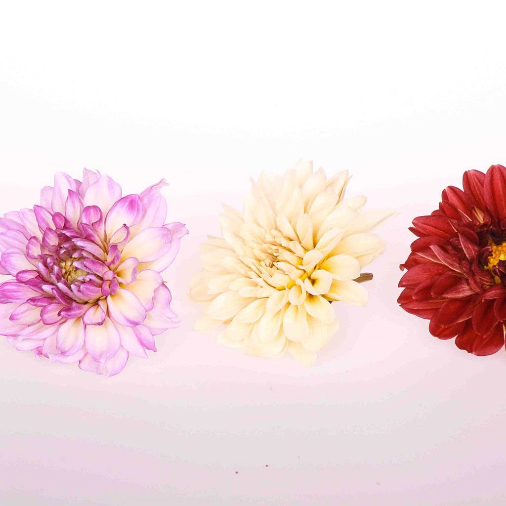 Freeze Dried Edible Dahlia Flowers