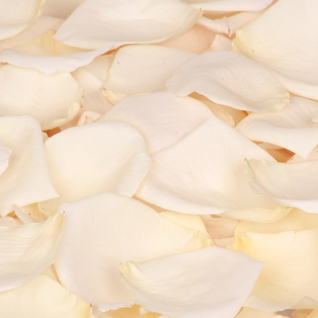 Double Cream Freeze Dried Rose Petals - dried cream rose petals ...