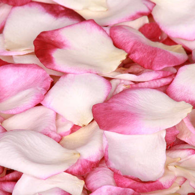 Burgundy Pink and White Rose Petals