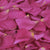 Flame Pink™ Freeze Dried Rose Petals