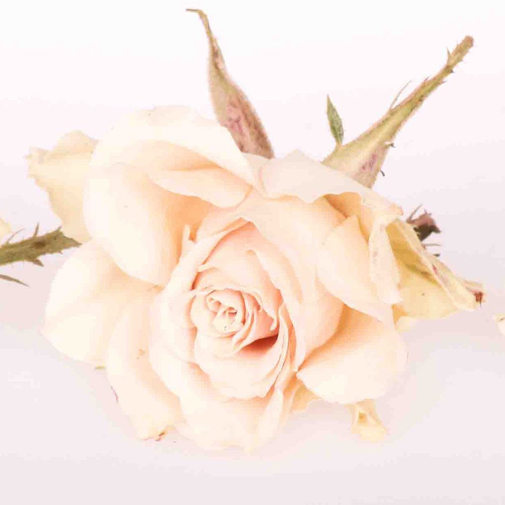 Ivory Dried Edible Flowers