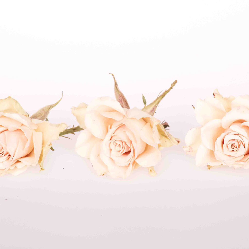 Cream Dried Roses