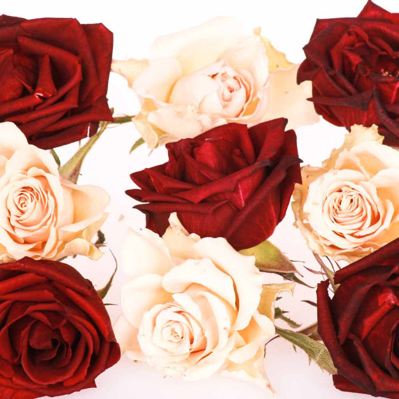 Red Velvet Freeze Dried Edible Miniature Roses - red miniature rose ...
