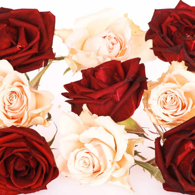 Cream and Red Edible Roses