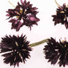 Black Dried Edible Cornflowers