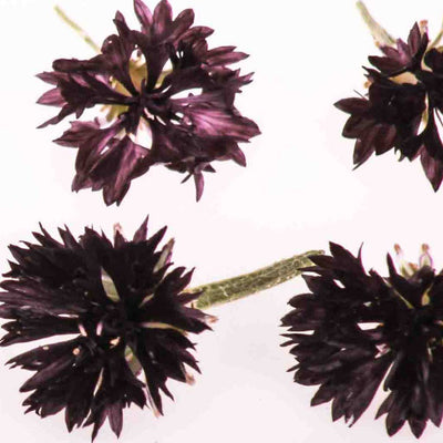 Black Dried Edible Cornflowers