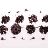 Black Edible Cornflowers