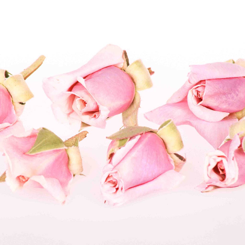 Baby Pink Edible Flowers