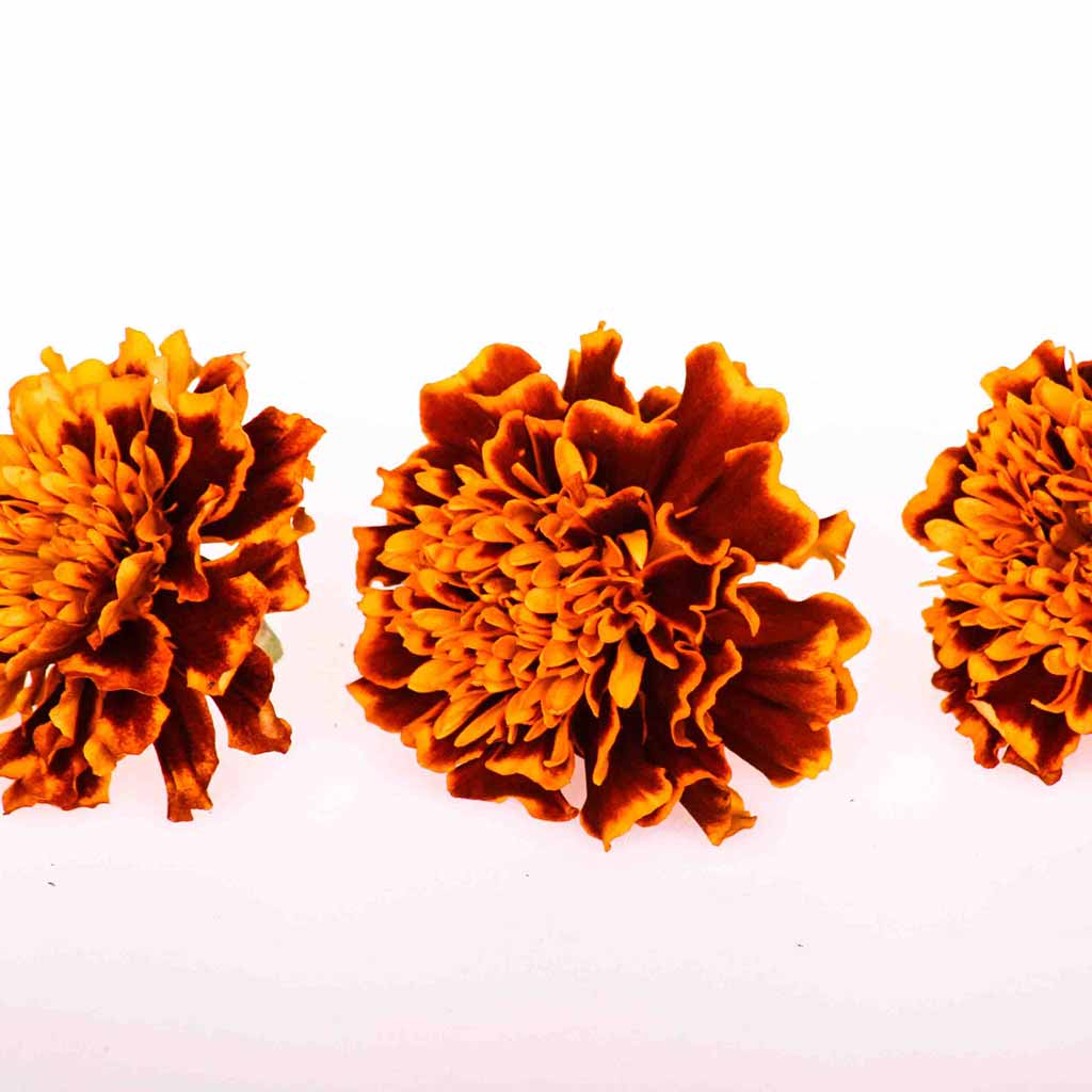 Indian Summer™ Organic Marigolds - Freeze Dried Edible Flowers