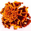 Indian Summer™ Organic Marigolds - Freeze Dried Edible Flowers