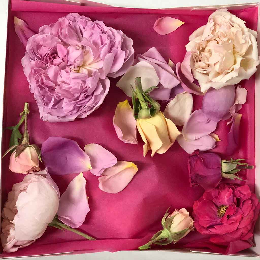 Pink Dried Edible Roses