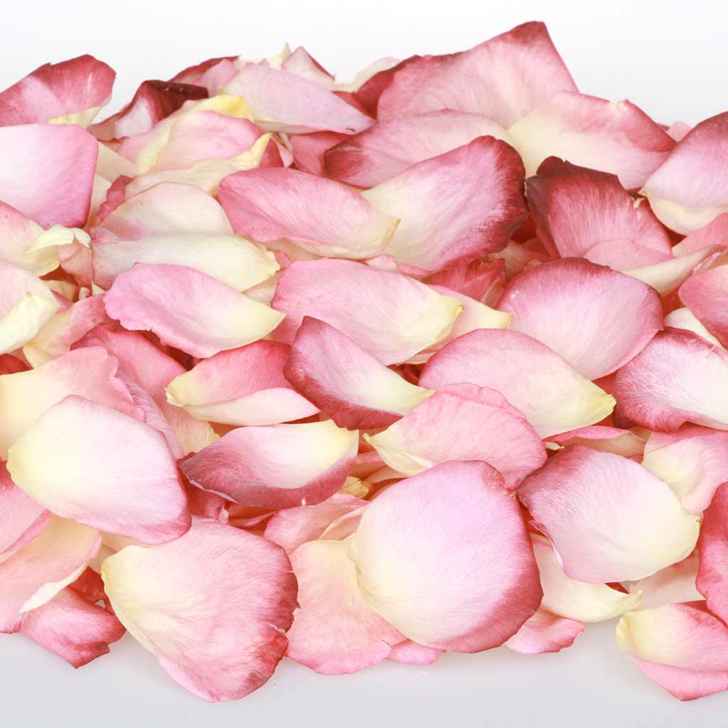 Two-toned coral and terracotta earthen red rose petals