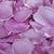 Mystic Mauve™ Freeze Dried Rose Petals