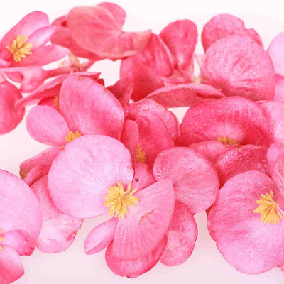 Pink Begonia Edible Flowers