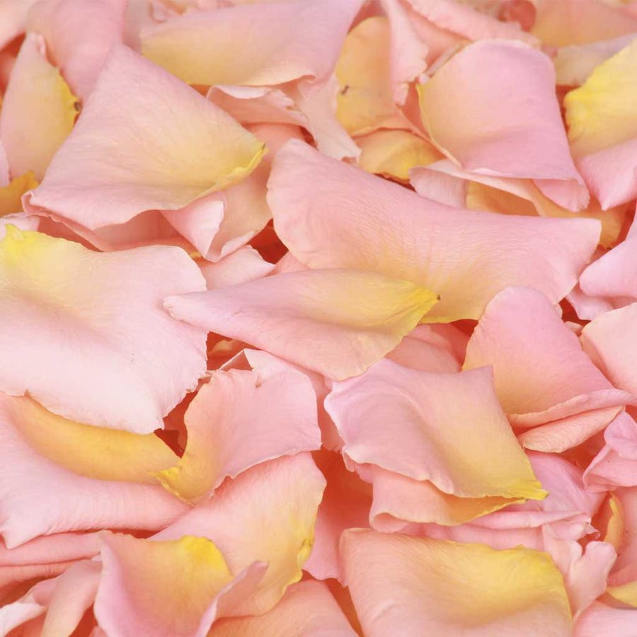 Peach rose petals