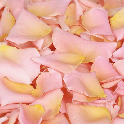 Apricot Rose Petals