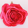 Pink Miniature Roses