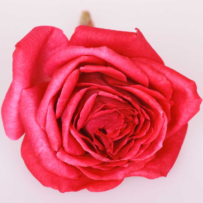 Vivid Colour Freeze Dried Edible Flowers - bright dried edible flowers ...