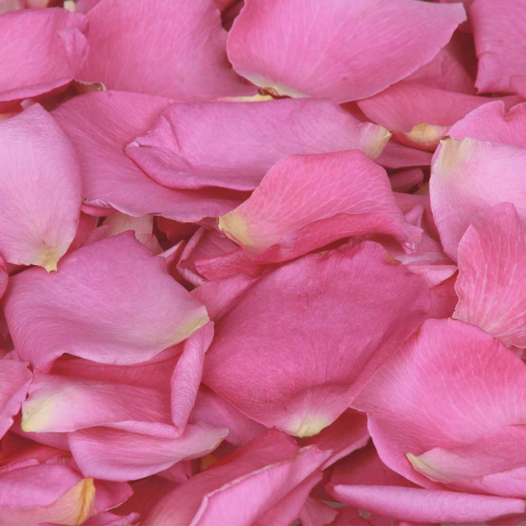 Bright Pink Rose Petals