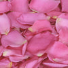 Fuchsia Rose Petals