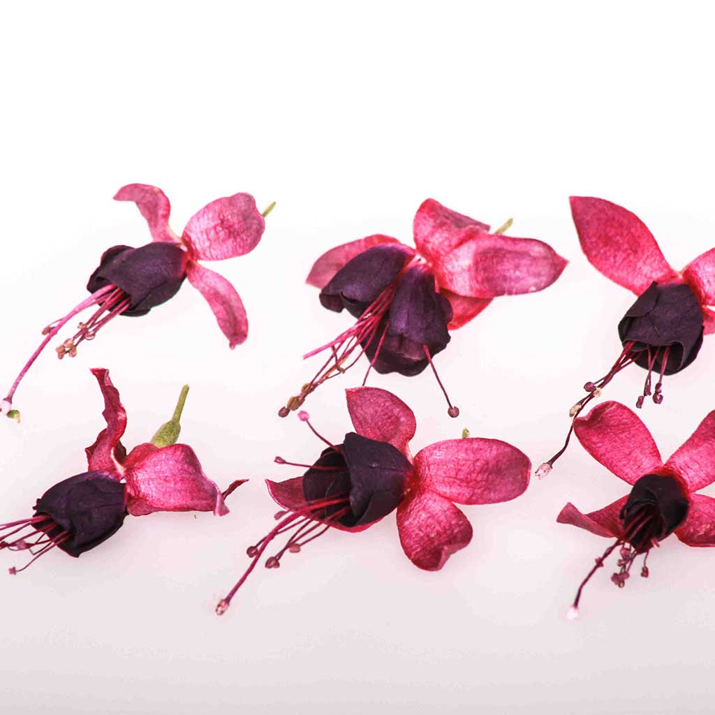 Fuchsia Edible Flowers