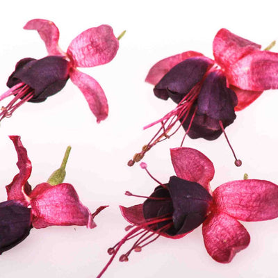 Pink Fuchsia Freeze Dried Edible Flowers