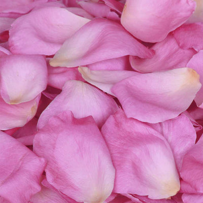Pink Rose Petals