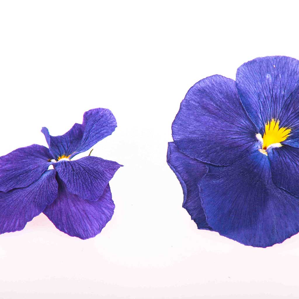 Purple Edible Pansies