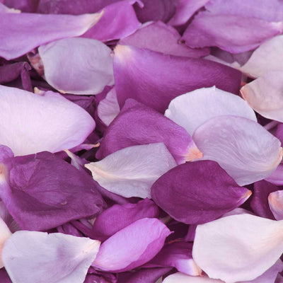 Light purple and dark purple rose petals