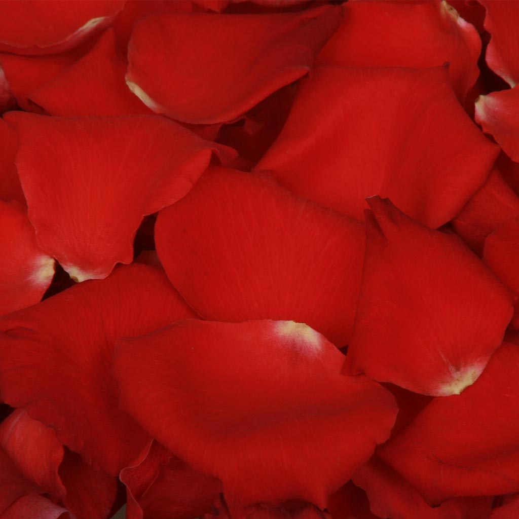 Bright red rose petals