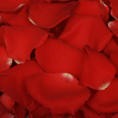 Bright red rose petals