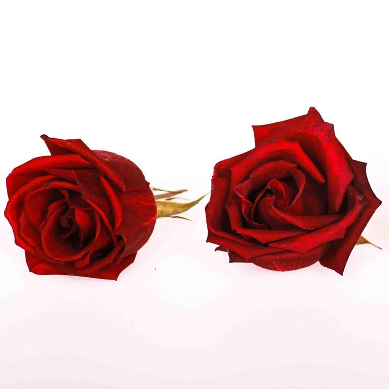 Red Velvet Freeze Dried Edible Miniature Roses - red miniature rose ...