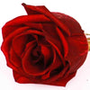 Red Edible Miniature Rose