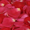 Lipstick pink and red rose petals