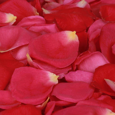 Lipstick pink and red rose petals